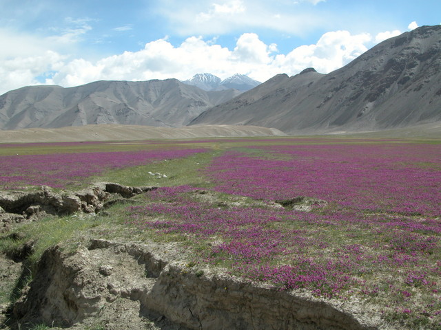 Mountain flowers