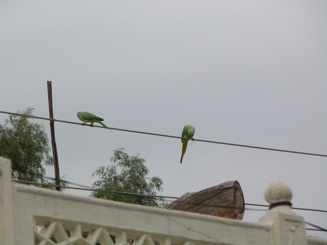 Parrots