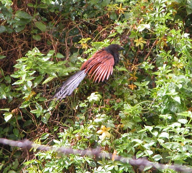 crow1