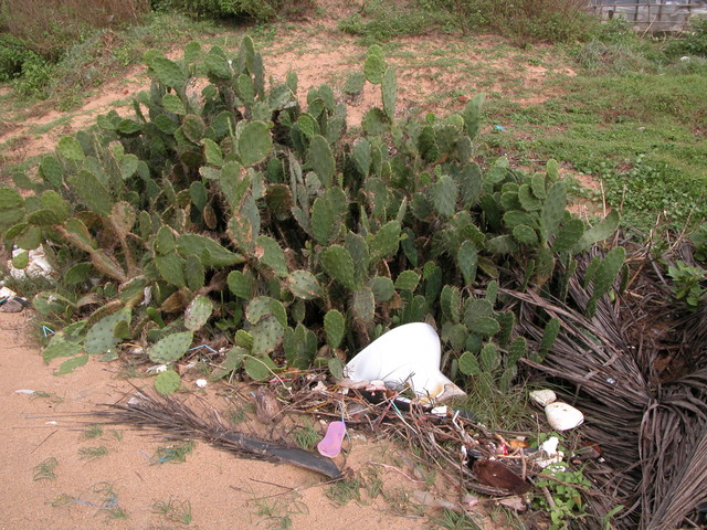 Rare Toilet Cactus