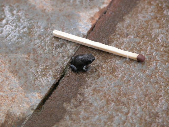 Smaller than a tadpole!