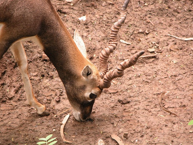 Black Buck