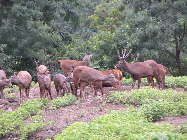Deer
