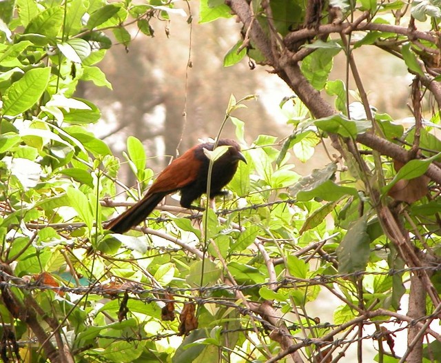 Crow Pheasant