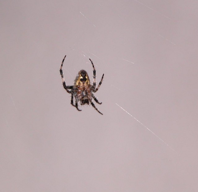 Spinner