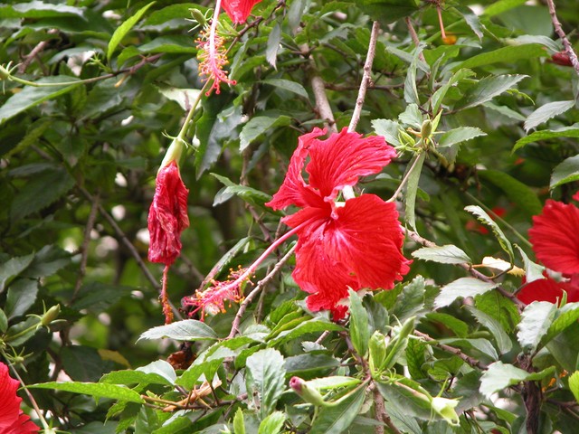 Common Flowers
