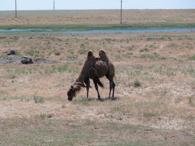 Lonely Camel