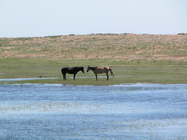 Kissing Horses