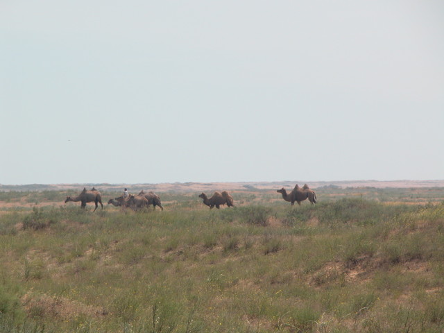 Camel Train