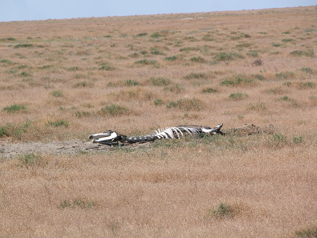 Dead thing...