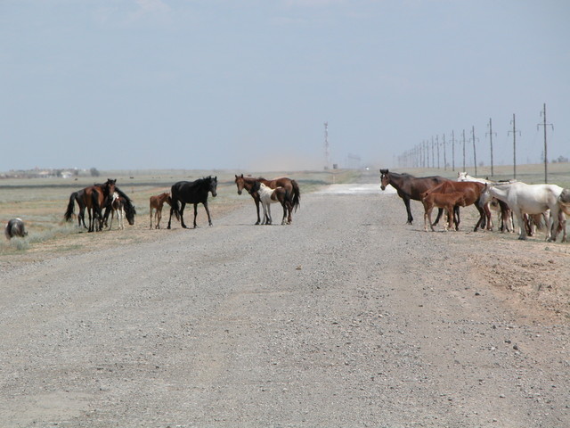 Local Pedestrians