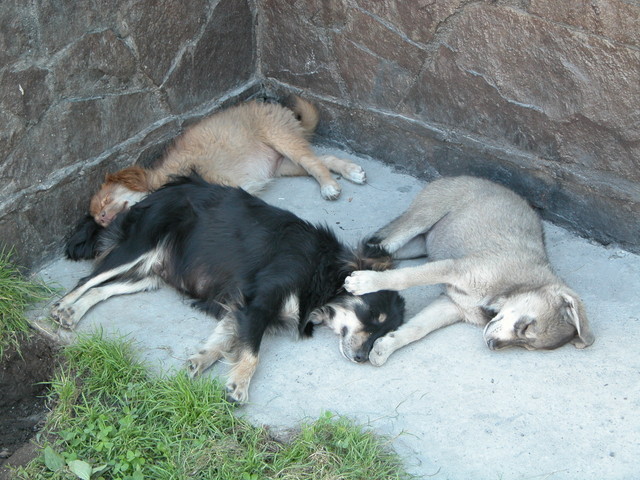 Let sleeping dogs...