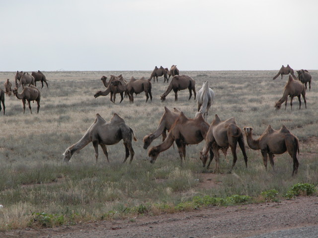Camels