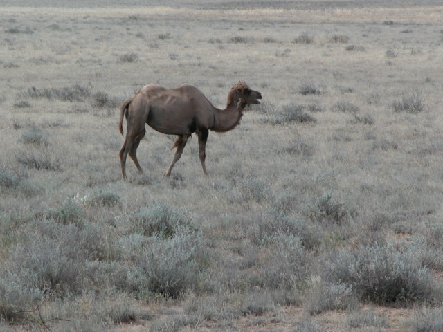 Camel