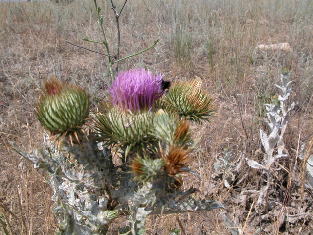 Thistle