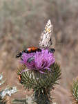 Thistle and Critters