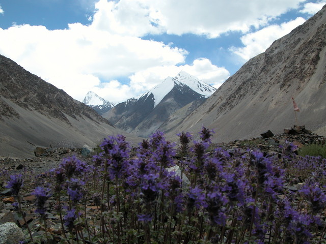 KKH Flowers