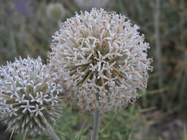 Thistle Flowers