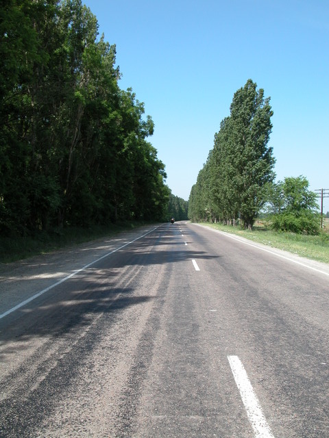 Poplar Avenue