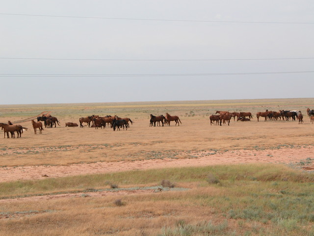 Wildlife