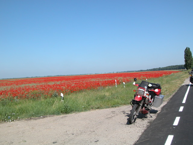 Still more poppys