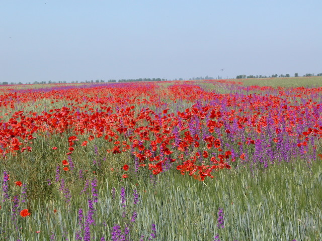 Crimea - Poppys!