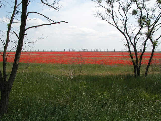 Poppy fields...
