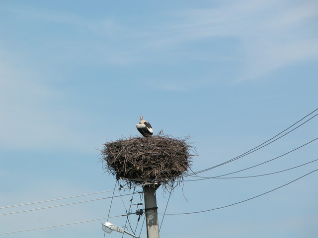 Moldovan Stork
